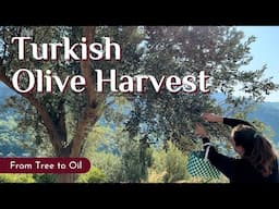 How Is Olive Oil Made in Turkey? Aegean Olive Harvest from Tree to Oil (Zeytin Hasadı)