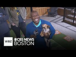 Boston's Puppy Bowl hopes to find adoptable dogs new homes