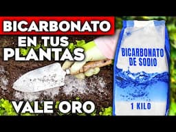 ESTO es CIEN VECES MEJOR que Cualquier ABONO CASERO para PLANTAS 🌱 Usos del Bicarbonato en tu Jardín