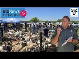 Mdukatshani Rural Livestock Project helps rural goat farmers to scale new heights – Rauri Alcock