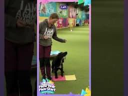 New Year New Start Dog Training Challenge Day 21: Heelwork Spin #absolutedogs #dogtraining