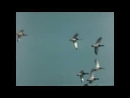 Surplus Bird Footage.