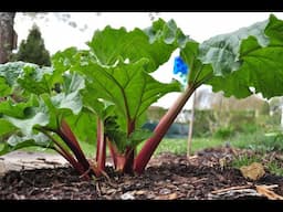 Gardening Advice ep  9 - Rhubarb