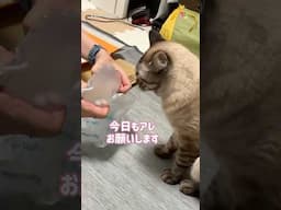 緩衝材をつぶすお手伝い♪ #猫