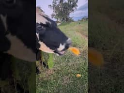 André the Bull does not like starfruit 🤣