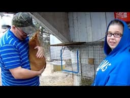 Red New Zealand Rabbits - Taking a Look at Red New Zealand Rabbits and Red New Zealand Rabbit Babies