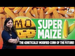 Supercharged Corn – Understanding the Benefits of New GM Maize Varieties