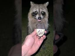 Let's Be Kind To Raccoons