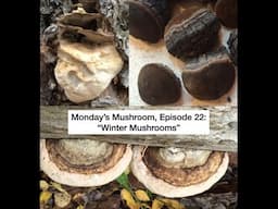 Monday's Mushroom, Episode 22: "Winter" Mushrooms