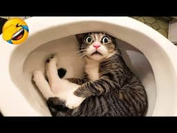 1 Hour of FUNNY Pets 😍 Funny Animal Videos