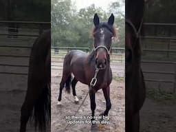 Rainy day trusting session with my wild mustang! 🌧️ #wildhorse #horsetraining #mustangmakeover