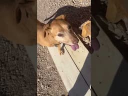 Three-legged mine dog loves to play on the stairs.