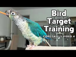 Bird Target Training - Teach Your Parrot This ESSENTIAL Skill | Core Skills 4 | TheParrotTeacher