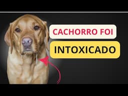 Sinais de que seu cachorro está INTOXICADO