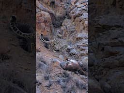 Snow Leopard returns to kill in Ladakh