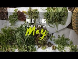 Northwest Foraging - Wild Foods to Gather in Early May | PNW from Scratch