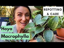 Hoya Macrophylla Variegata | Repotting and Care