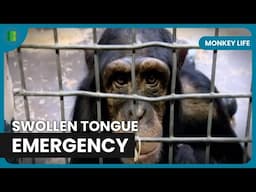 Honey’s Fight Against Infection | Monkey Life