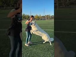 Obedience training with my White Swiss Shepherd #dogsport #dogtraining #dogobediencetraining