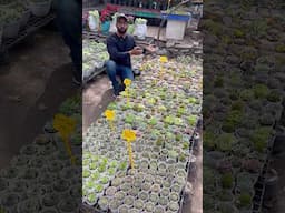 ₹40 में Succulent कहां से खरीदें? सबसे सस्ता पौधा सस्ते में Succulents खरीदें! यहां मिलेंगे पौधे