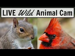 🔴 Ohio Backyard Wildlife (4K@60fps): Live Cam Of Birds, Rabbits, And Squirrels!