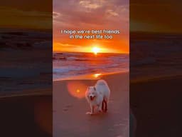 Best friends in every universe ❤️ #dog #samoyed #bestfriends