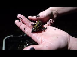 Wild For Ohio: Amphibians