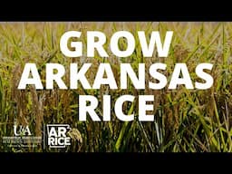 Grow Arkansas Rice: For Arkansas, By Arkansas