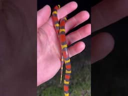 Scarlet Kingsnake Almost Escapes Into Rocks