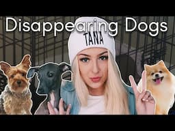 Tana Mongeau’s Prop Puppies: The Dark Reality of Dogs as Influencer Pets