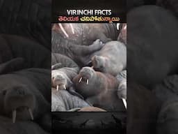 తెలియక చనిపోతున్నాయి | WALRUSES JUMP TO THEIR DEATHS in telugu #telugu #facts #virinchifacts