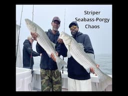 Insane Striped Bass , Sea Bass and Porgy fishing on The Emma Jack with Captain Mike Harney .