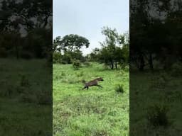 Leopard With Carcass Chased Through Clearing By Two Hungry Hyenas