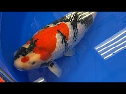 All Japan Koi Show (Live stream) BIG FISH!