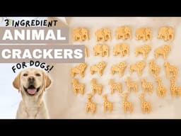 Pumpkin Peanut Butter Dog Treats - Easy dog treat recipe!