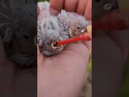 How often do you have to feed a baby bird ? #shorts