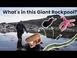 Find Amazing Sea Creatures with a Marine Biologist! (Exploring a Giant Rockpool)