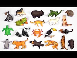 Zoo Animals For Kids - Learn Zoo Animal Facts - Education For Kids