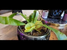 Staghorn Fern I Care