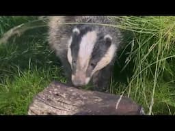 Badger hide at Haweswater