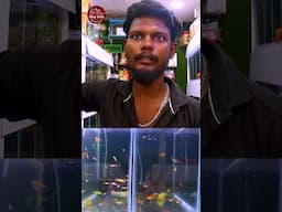 வாஸ்து மீனை எப்படி வளர்க்க வேண்டும்? #fishtank #fishfarming #aquariumfish #shorts #pets #meenvalarpu