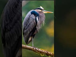 Incredible catch - Great Blue Heron Spears a fish! #wildlifephotography #birds