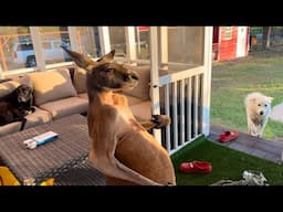 This Kangaroo Destroyed My Porch