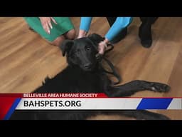 Adopt Chance, others at Belleville Area Humane Society