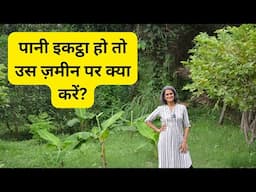 What to grow in low lying areas? | पानी इकट्ठा हो तो उस ज़मीन पर क्या करे ?