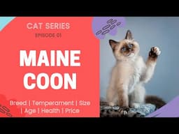 Ep. 01 - MAINE COON CAT | Best Cat Breeds | Watch Before Getting a Cat | Size, Age, Health, Price