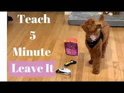 Teach Your Dog To Leave Items In 5 Minutes  With This Simple Exercise