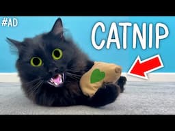 Testing Crazy Catnip Products!