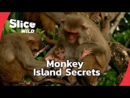 Cayo Santiago: The Island of Monkeys and Human Social Insights | SLICE WILD | FULL DOC