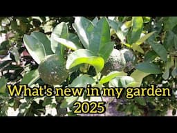 whats new in my garden this year?